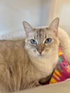 adoptable Cat in Boise, ID named Willow