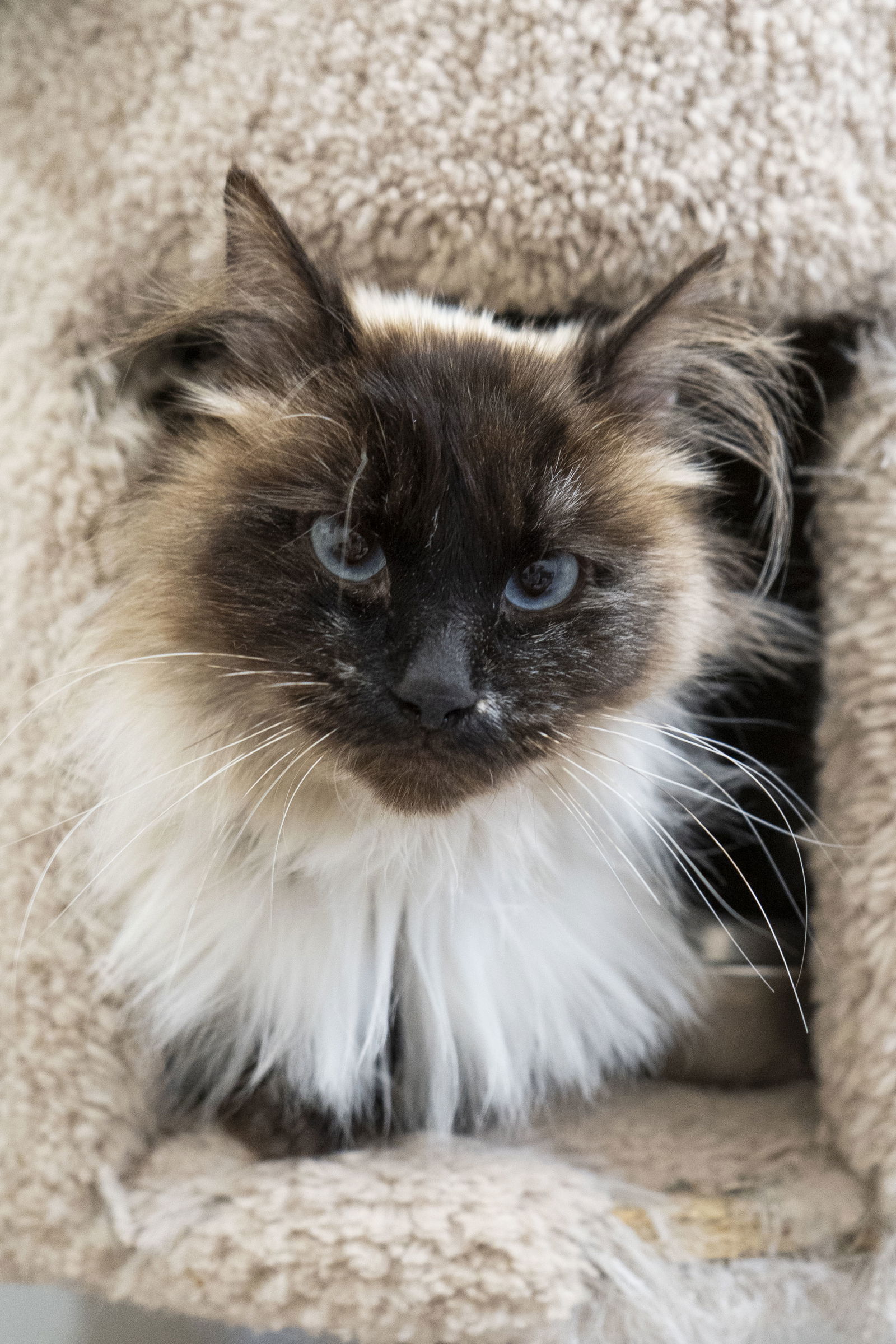 adoptable Cat in Boise, ID named Tundra