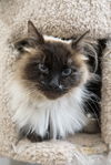 adoptable Cat in , ID named Tundra