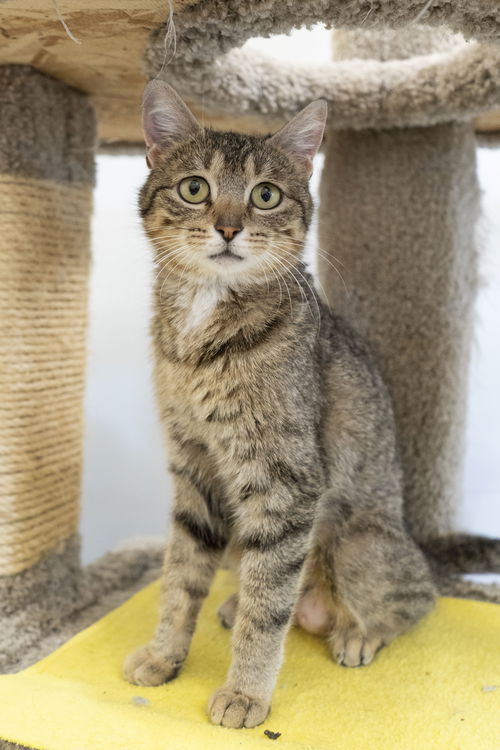 picture of the cat needing adoption