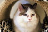 adoptable Cat in , ID named Phoebe