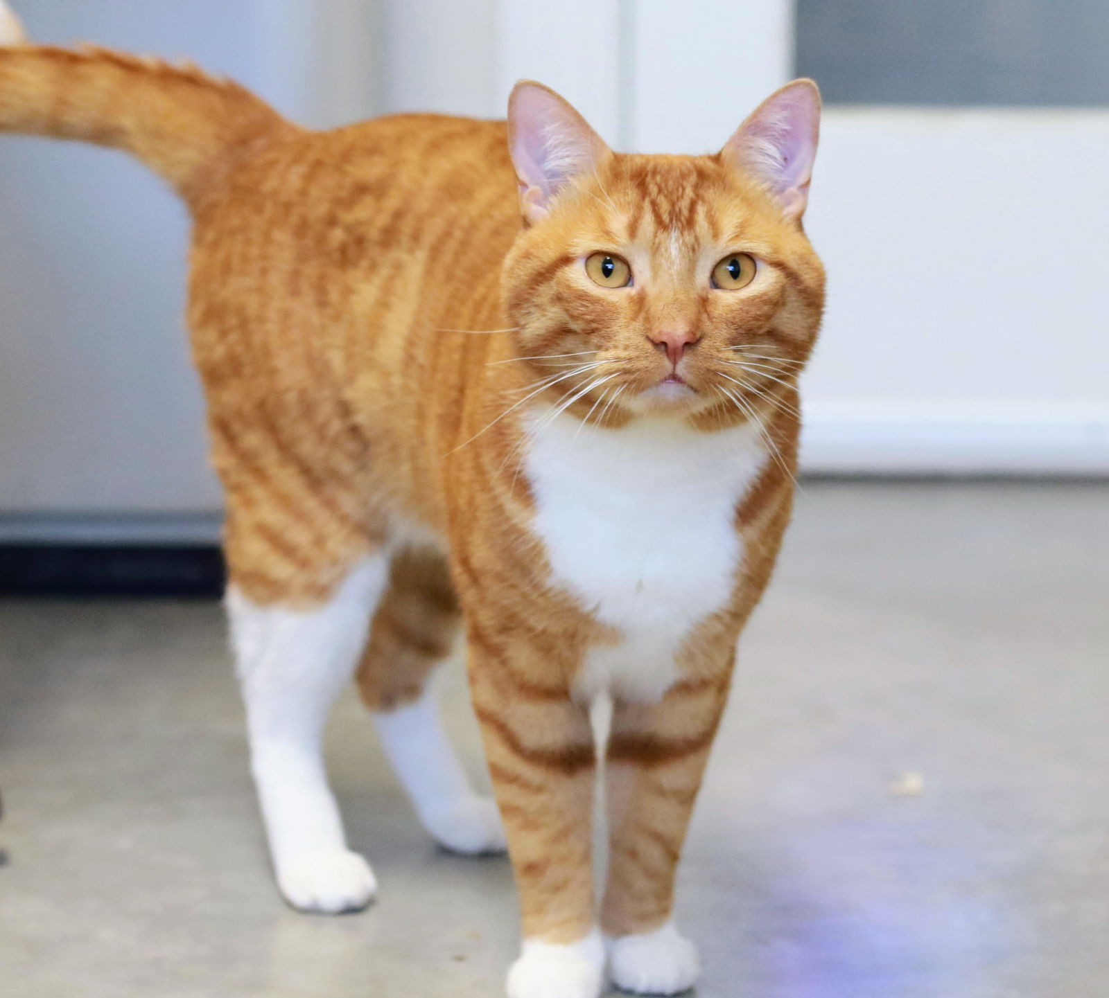 adoptable Cat in Boise, ID named Craig