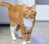 adoptable Cat in , ID named Craig