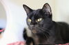 adoptable Cat in , ID named Dapple