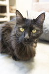 adoptable Cat in , ID named Sierra