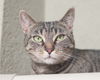 adoptable Cat in , ID named Nala
