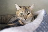adoptable Cat in , ID named Radio