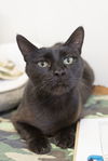 adoptable Cat in , ID named Nyx