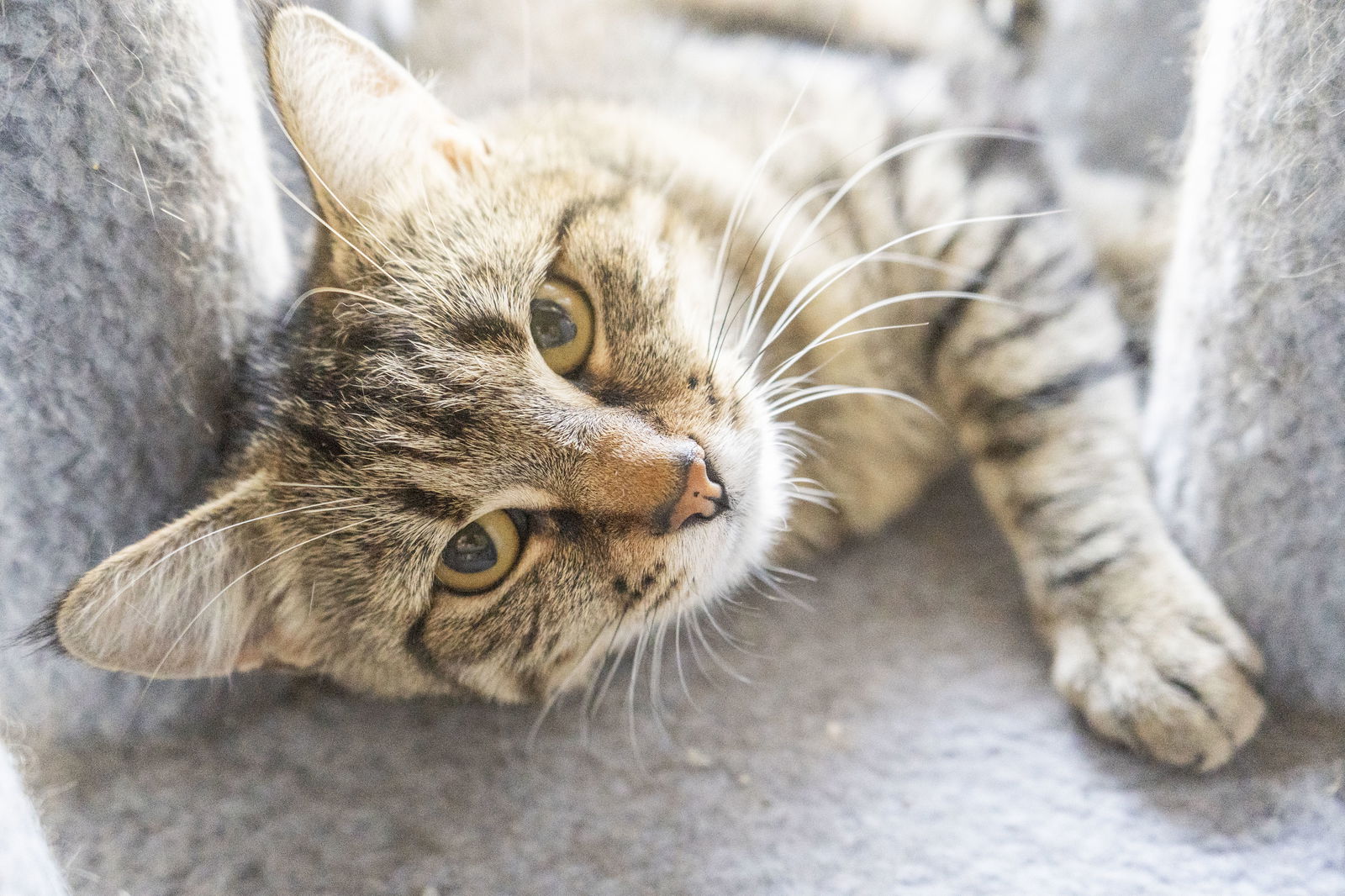 adoptable Cat in Boise, ID named Athena