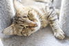 adoptable Cat in , ID named Athena