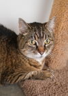 adoptable Cat in , ID named Rooster