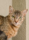 adoptable Cat in , ID named Savannah