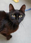 adoptable Cat in , ID named Lyric