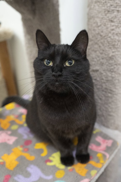 picture of the cat needing adoption