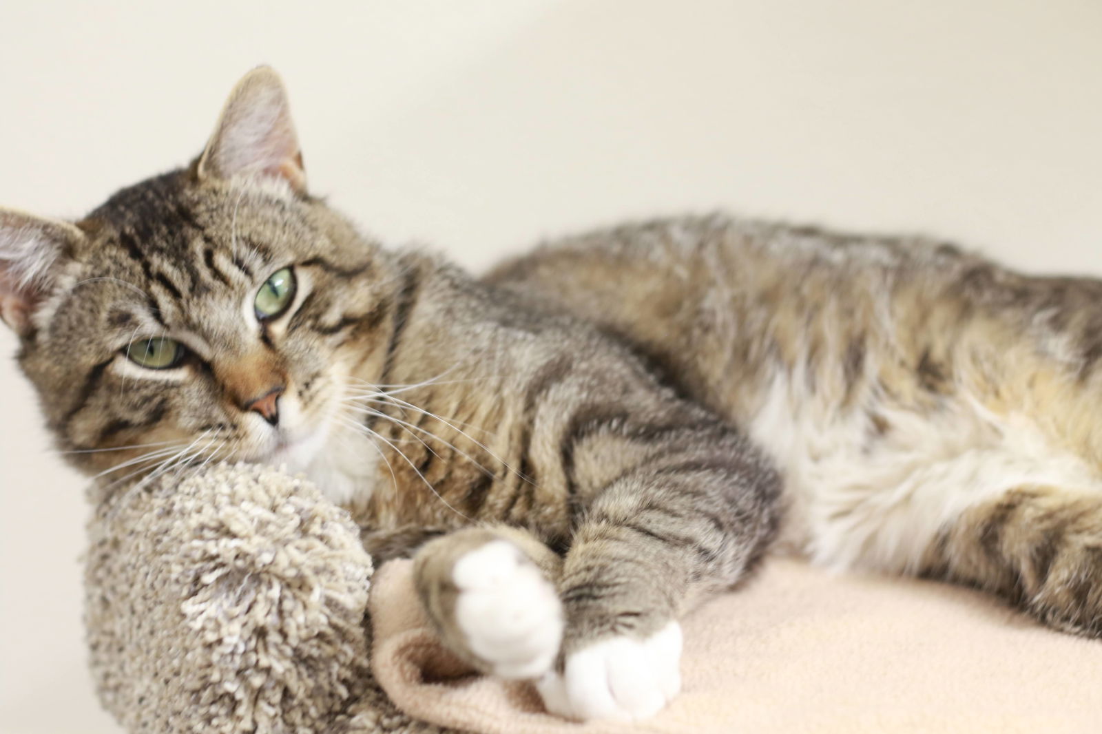 adoptable Cat in Boise, ID named Casanova