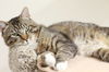 adoptable Cat in , ID named Casanova