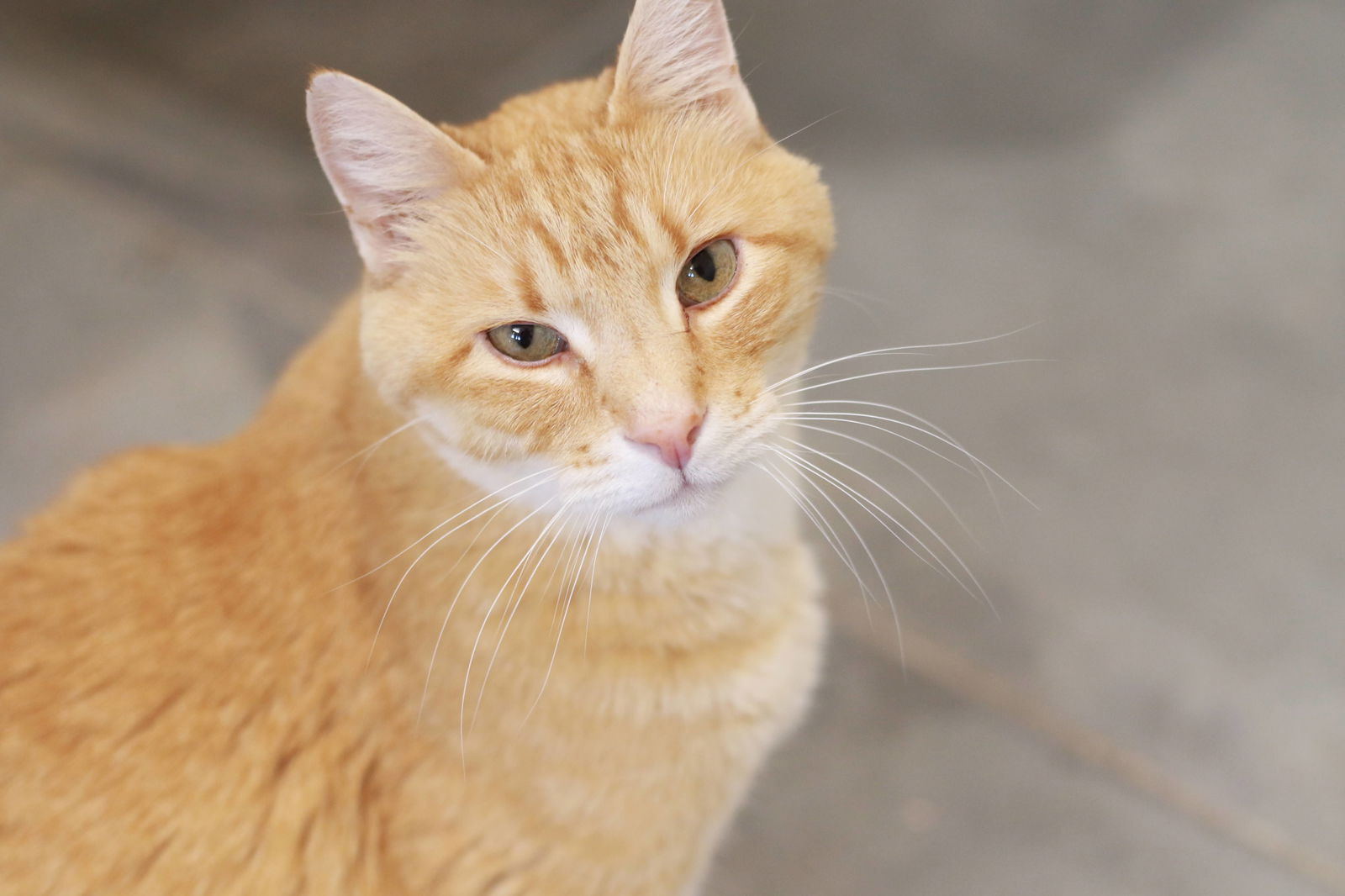 adoptable Cat in Boise, ID named Blaze