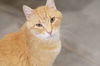 adoptable Cat in , ID named Blaze