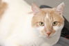 adoptable Cat in , ID named Carmel