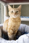 adoptable Cat in , ID named Nemo