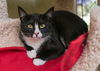 adoptable Cat in , ID named Ocean