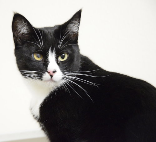 picture of the cat needing adoption