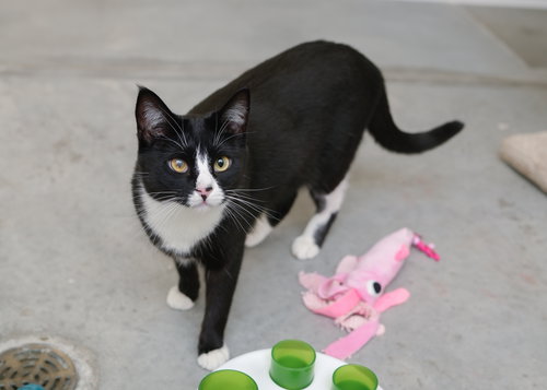 OCEAN - Domestic Short Hair available for adoption