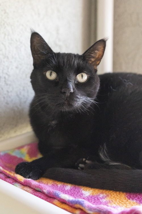 picture of the cat needing adoption