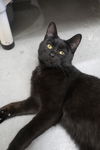 adoptable Cat in , ID named Benedict