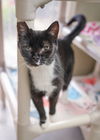 adoptable Cat in , ID named Liza