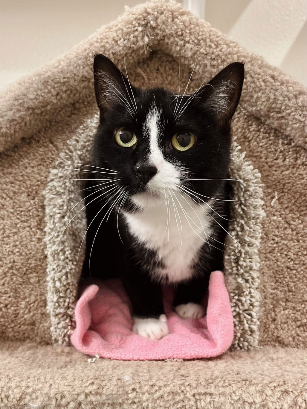 adoptable Cat in Boise, ID named Griselda