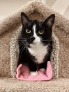 adoptable Cat in , ID named Griselda