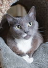 adoptable Cat in , ID named Phillamine