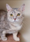 adoptable Cat in , ID named Kelly