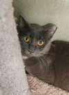 adoptable Cat in , ID named Slone