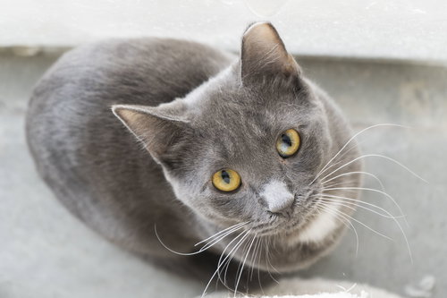 picture of the cat needing adoption