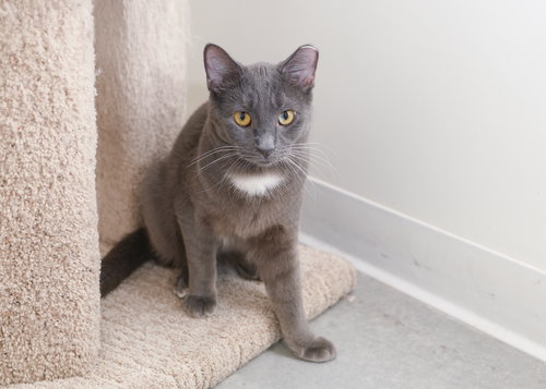 SLONE - Domestic Short Hair available for adoption