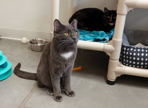 SLONE - Domestic Short Hair available for adoption