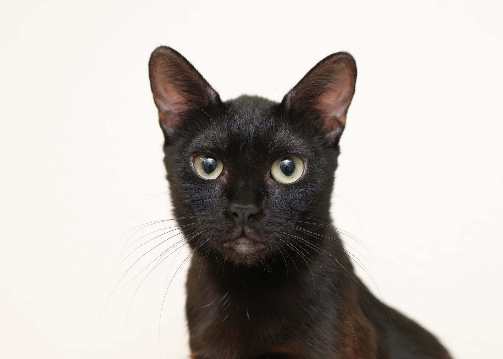 adoptable Cat in Boise, ID named Dulce