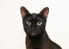 adoptable Cat in , ID named Dulce