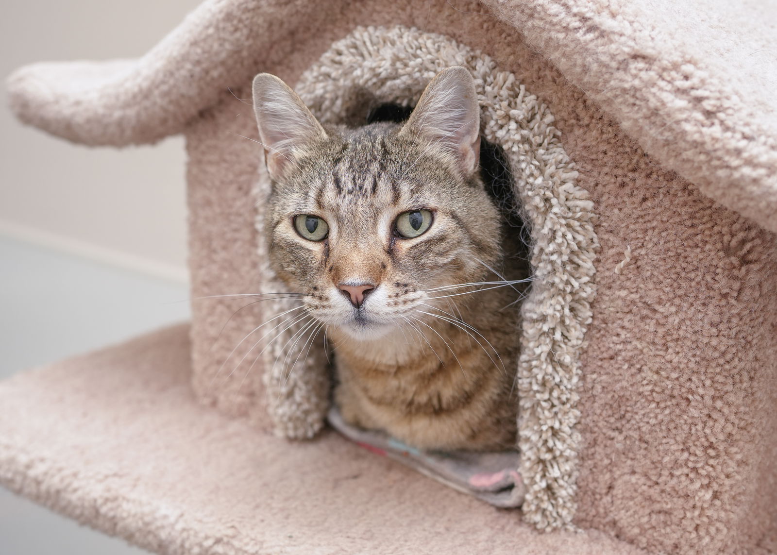 adoptable Cat in Boise, ID named Andre