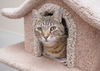 adoptable Cat in , ID named Andre