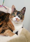 adoptable Cat in , ID named Roly Poly