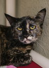 adoptable Cat in , ID named Tori