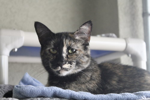 picture of the cat needing adoption