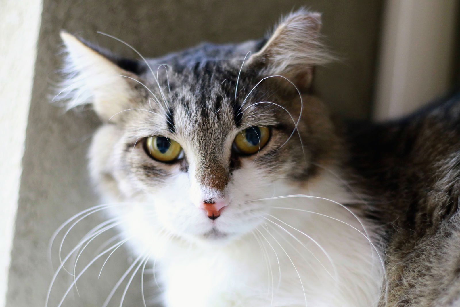 adoptable Cat in Boise, ID named Grace