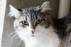 adoptable Cat in  named Grace