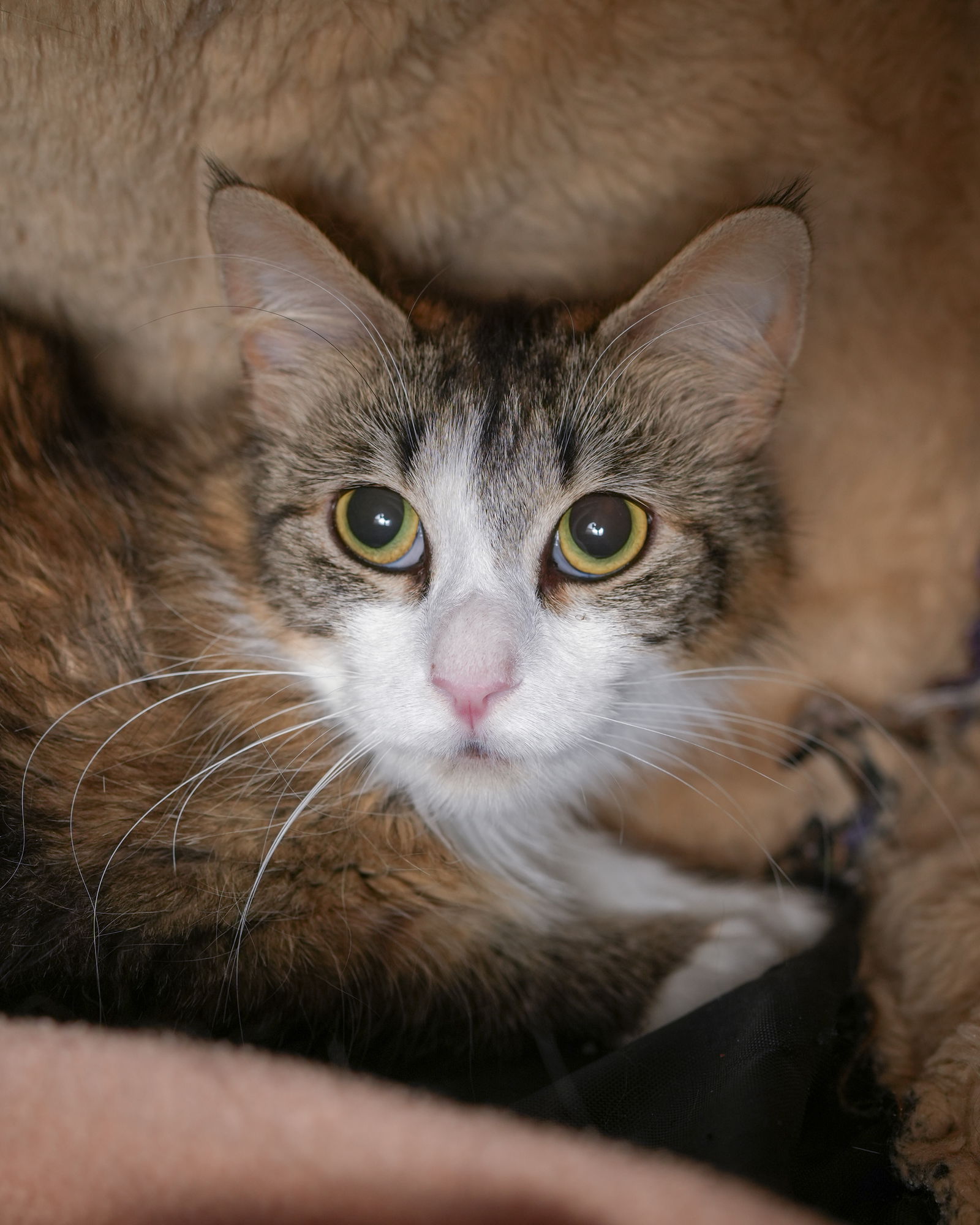 adoptable Cat in Boise, ID named Vanilla Bean