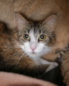 adoptable Cat in  named Vanilla Bean