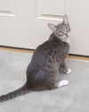 adoptable Cat in , ID named Romeo